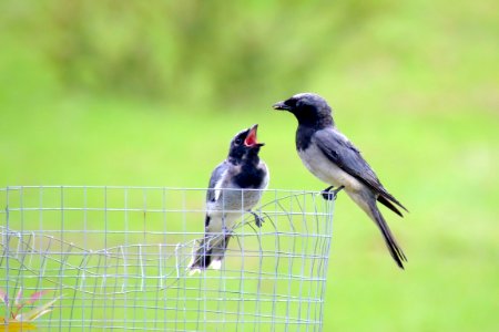 Blackfaced cuckooshrikes