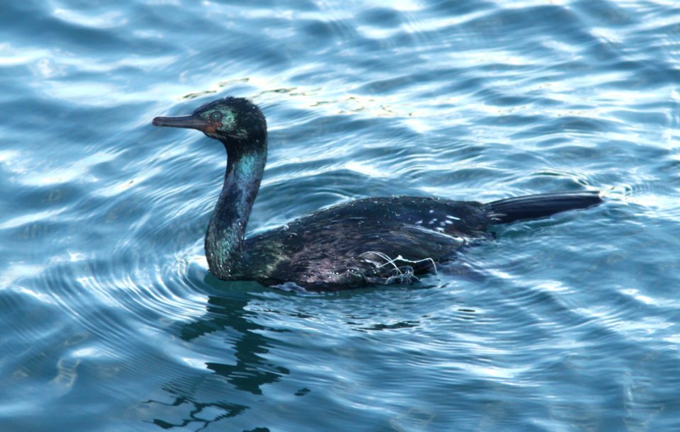 CORMORANT, PELAGIC (1-4-10) morro bay, ca -01