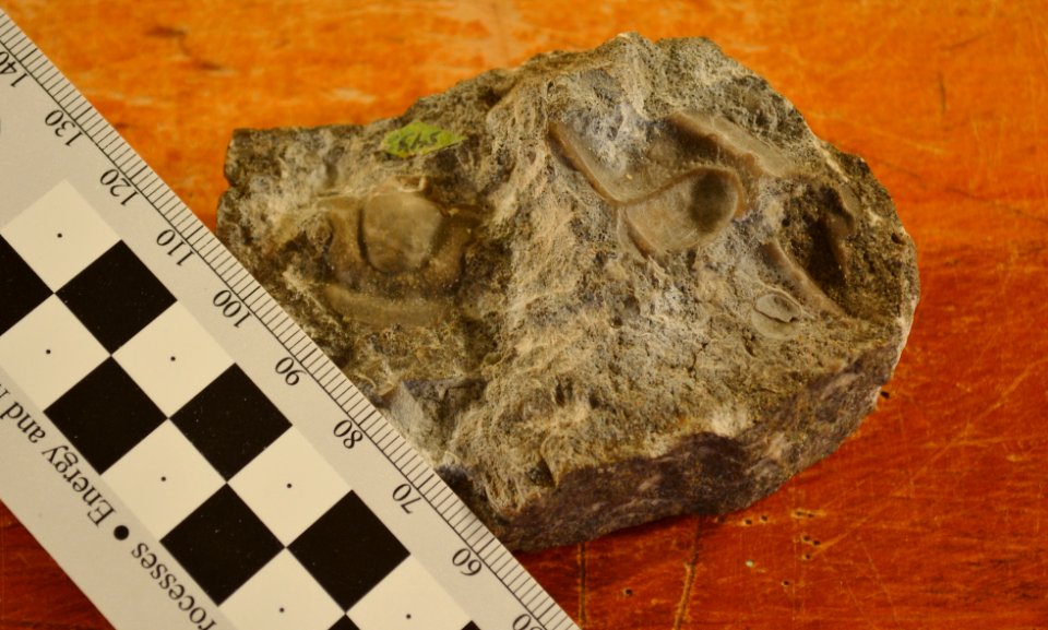 USNM 61523 Tricrepicephalus yellowstonensis trilobite