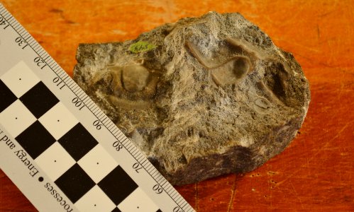 USNM 61523 Tricrepicephalus yellowstonensis trilobite photo