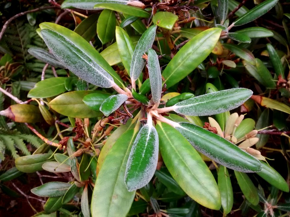 Rhodo R5? leaves