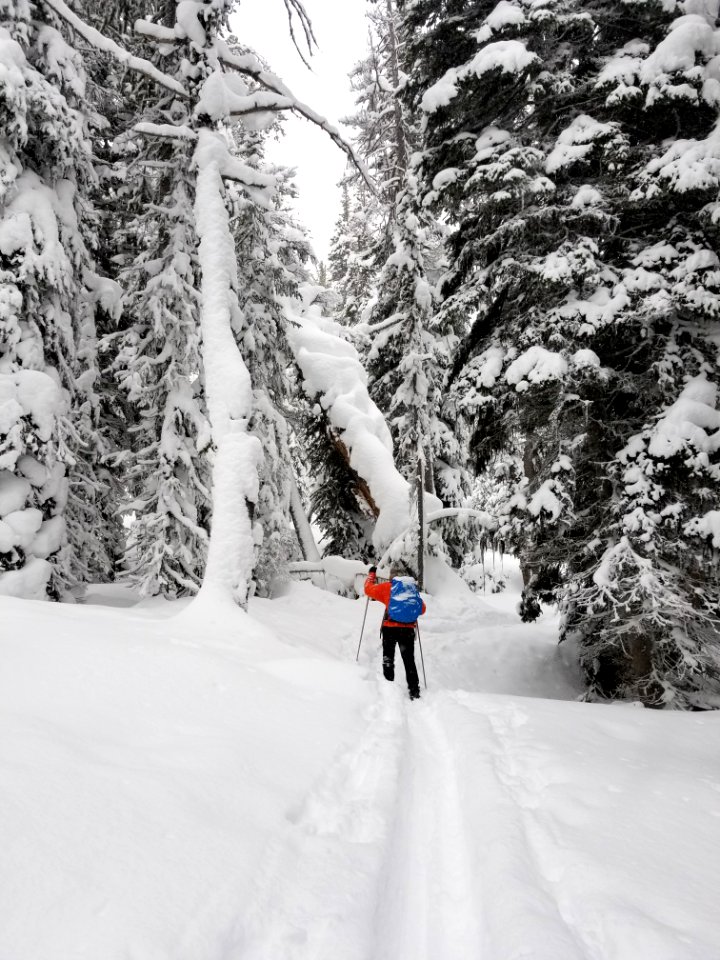 Skier on Spring Creek Trail