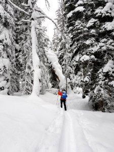 Skier on Spring Creek Trail