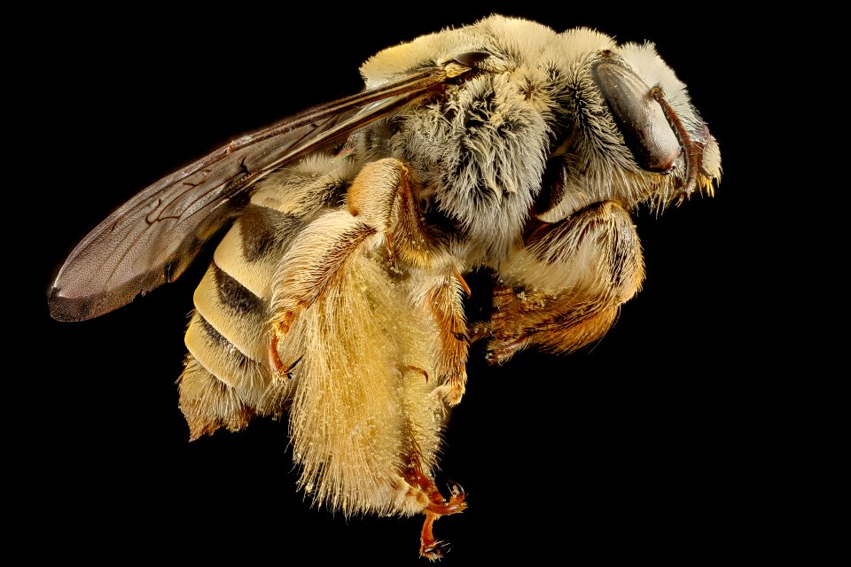 Diadasia rinconis, right, Pima Co., AZ 2016-09-30-17.55