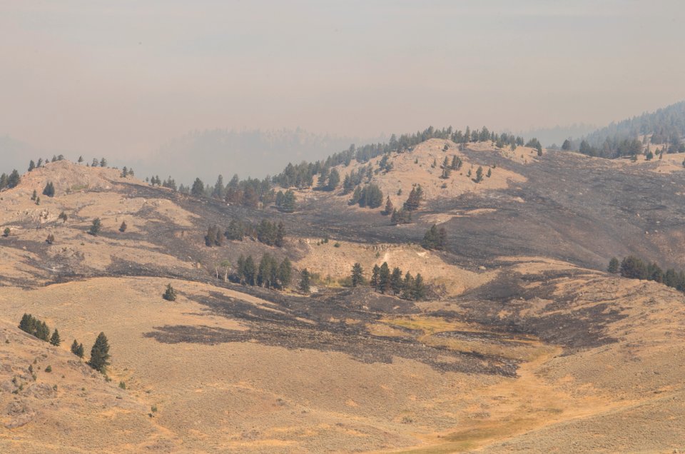 Burned area from Buffalo Fire above Slough Creek