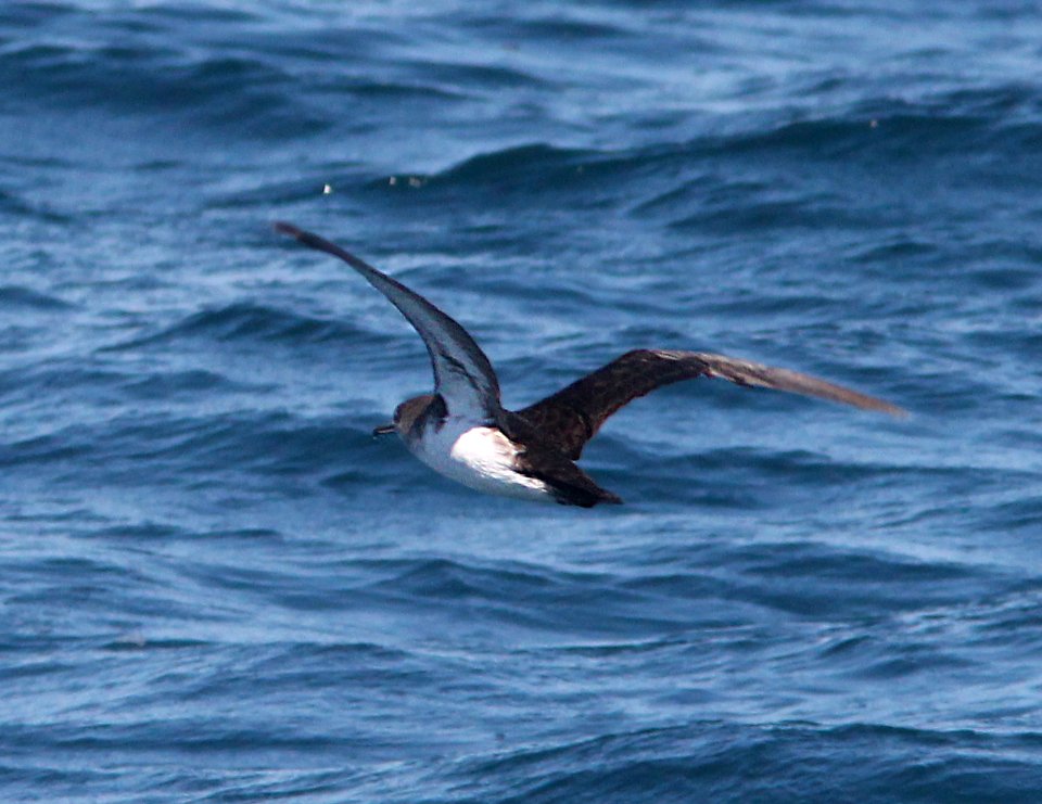 138 - BLACK-VENTED SHEARWATER (9-27-13) santa barbara channel off ventura, ca -03