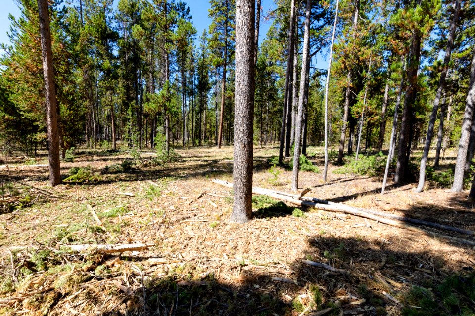 2019 West Fuels Treatment Project: post-treatment