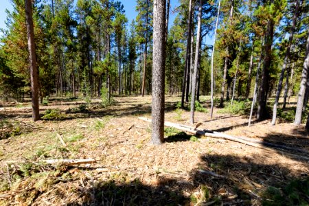 2019 West Fuels Treatment Project: post-treatment