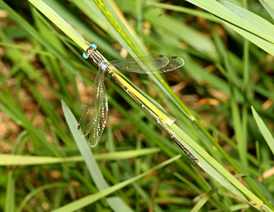 SPREADWING, SWAMP (lestes vigilax) (8-11-09) pepperell, ma -01 photo