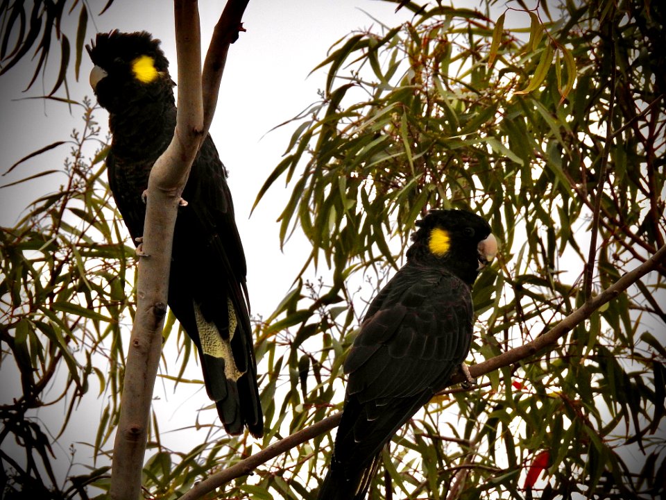 Yellow-tailed black cockatoos