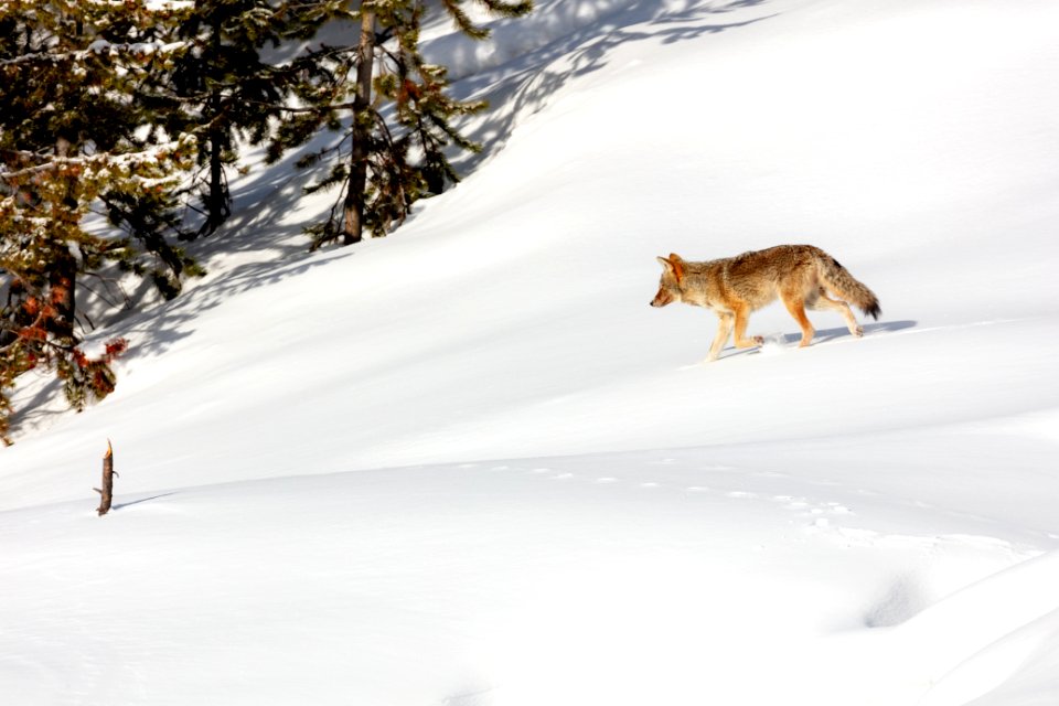 A coyote trots through the snow looking for food (2)