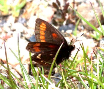 ALPINE, YELLOW-DOTTED (Erebia pawloskii ethela) (7-20-2020) 10000 ft, bear tooth hwy, park co, wy -03