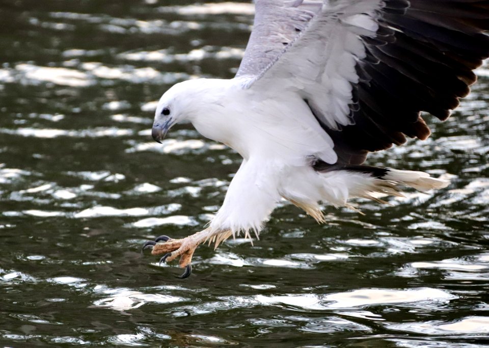 White-bellied sea eagle