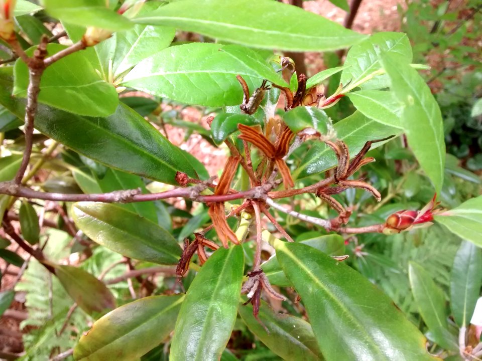 Rhodo R5I seed pods