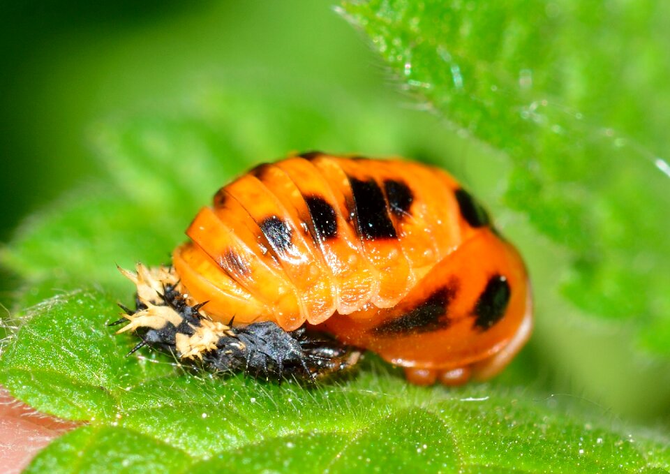 Larva beetles ladybug