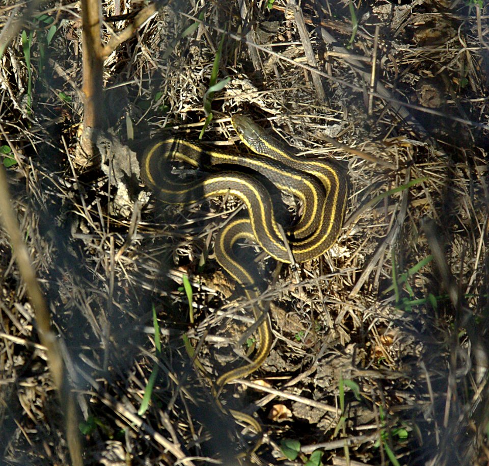 SNAKE, COAST GARTER (thamnophis telegans terrestris) (12-5-08) mdo, slo