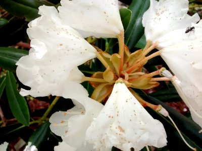 Rhodo R5M flowers2