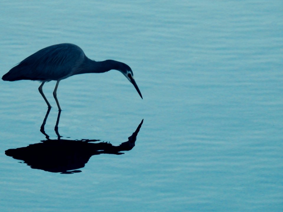 White faced heron