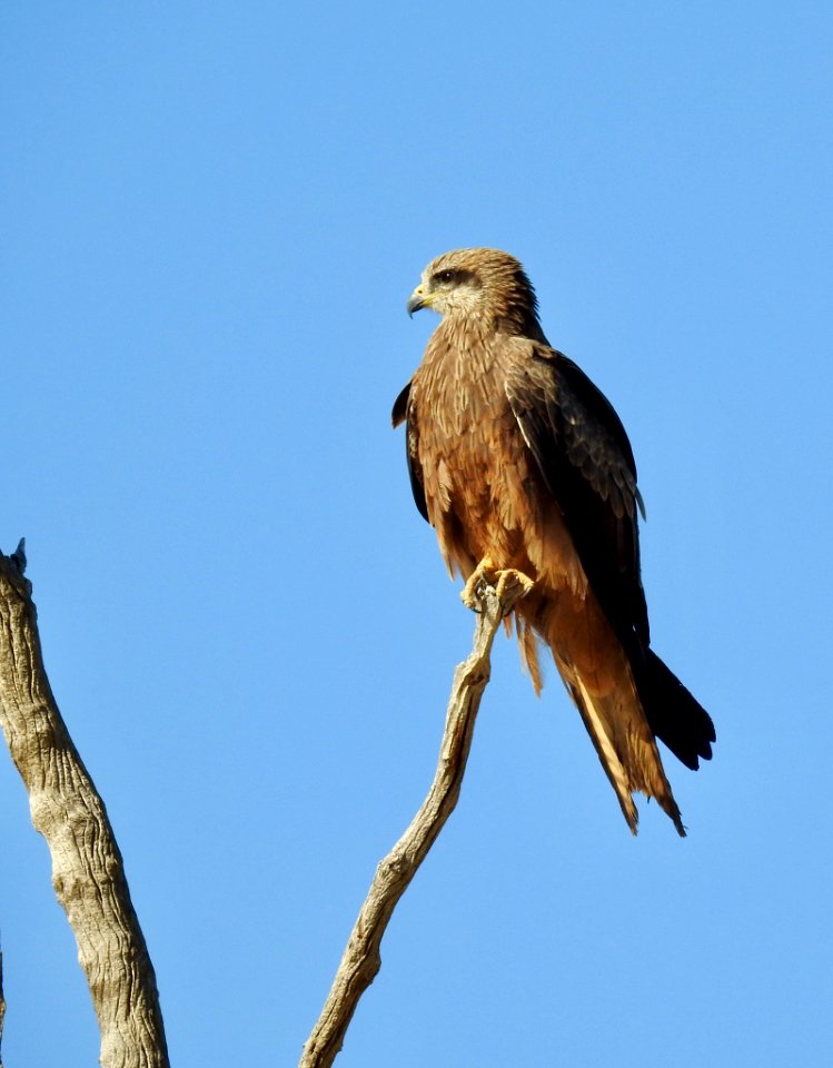 Whistling kite