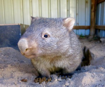 Common wombat photo