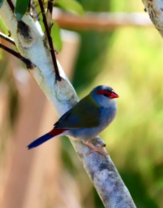 Red-browed finch photo