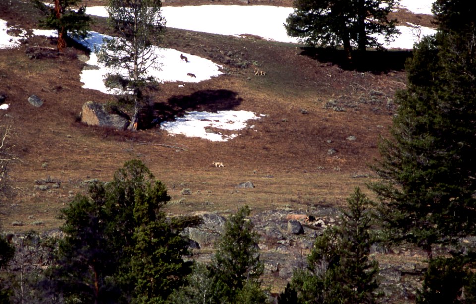 Four members of the Crystal Bench wolf pack in Lamar Valley (May 1995)