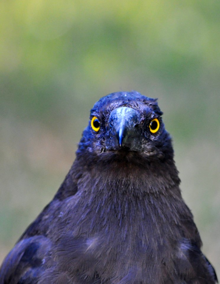 Close up of a currawong photo