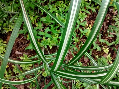 Miscanthus sinensis