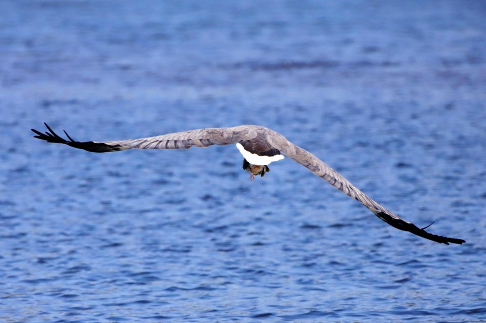 White-bellied sea eagle