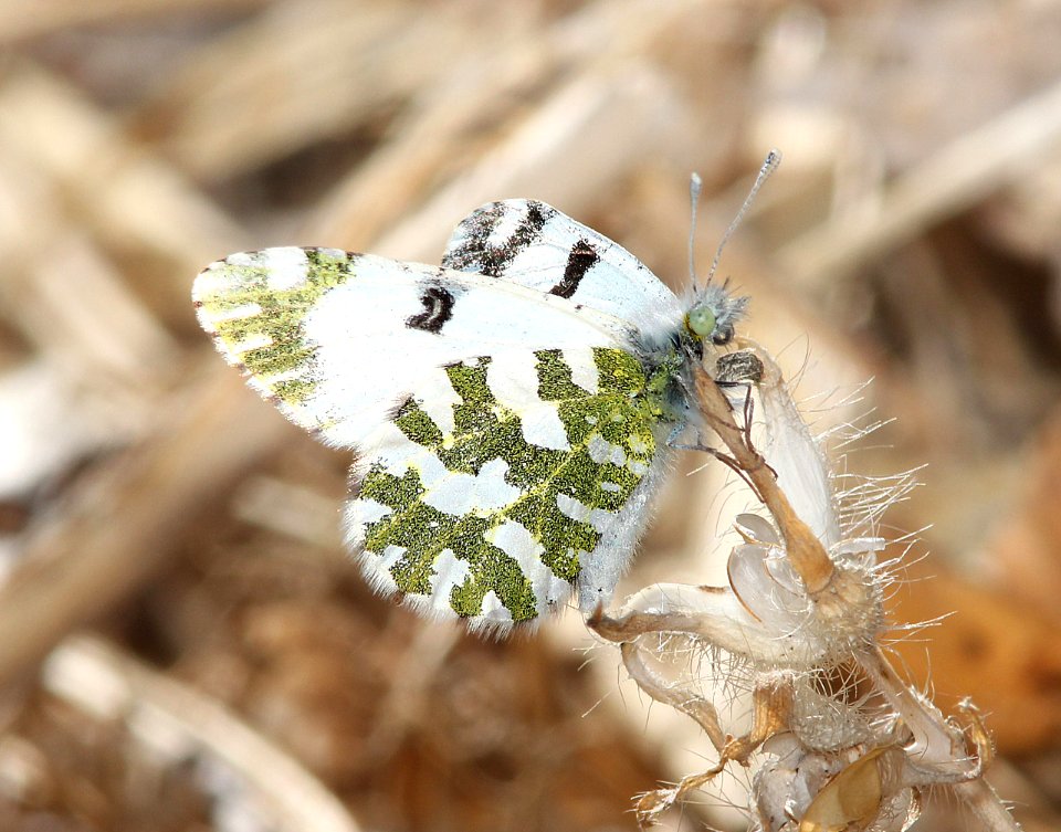 MARBLE, DESERT (Euchloe lotta) (2-28-14) sonoita creek, patagonia, scc, az -01