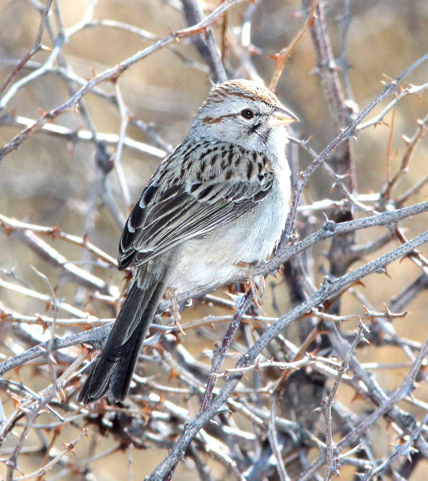 866 - RUFOUS-WINGED SPARROW (2-11-14) west end patagonia lake, scc, az -01