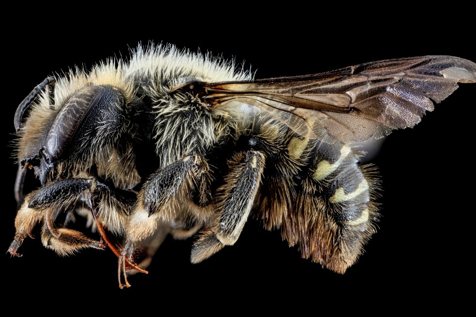 Anthidium tenuiflorae, F, side, Keweenaw County, MI 2013-10-31-11.39.41 ZS PMax