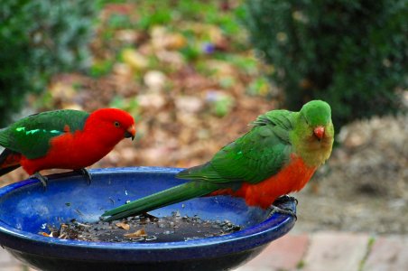 King parrots