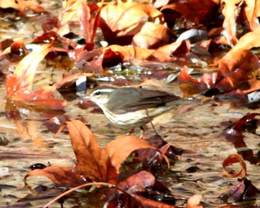 WATERTHRUSH, LOUISIANA (1-8-11) sonoita creek, patagonia roadside rest, scc, az -05c