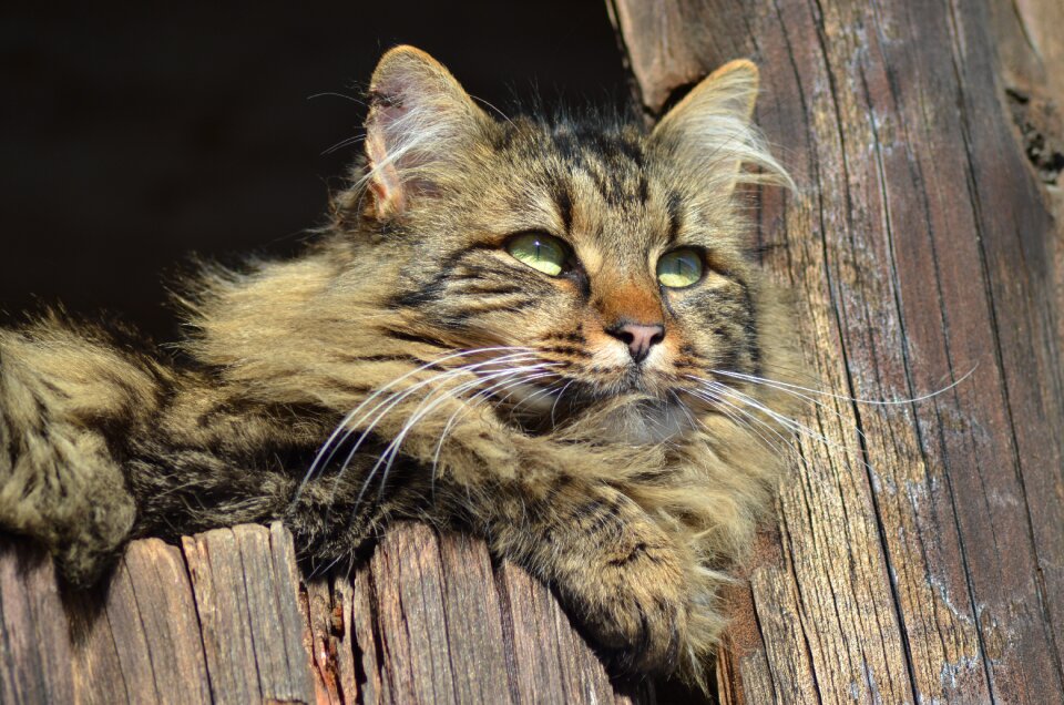 Cat farm spring