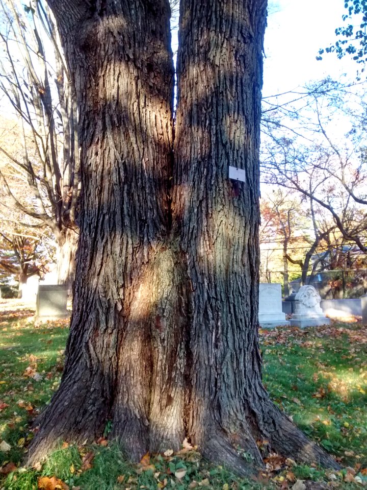 Bark U. carpinifolia Mt Auburn