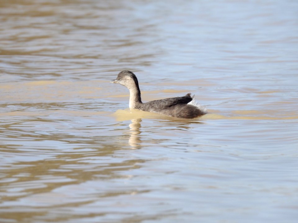 Duck (unknown)