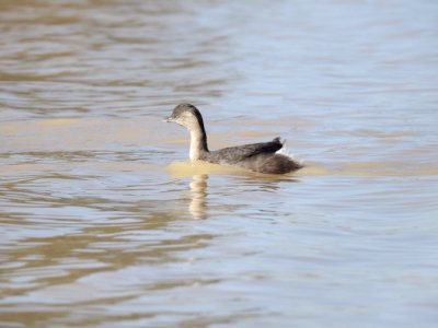 Duck (unknown)