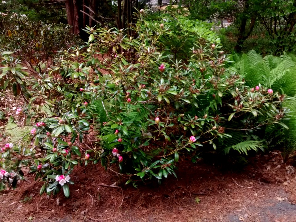 Rhodo R5I form w flowers