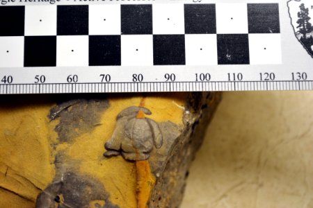 YELL-92020 Ptychopariid trilobite