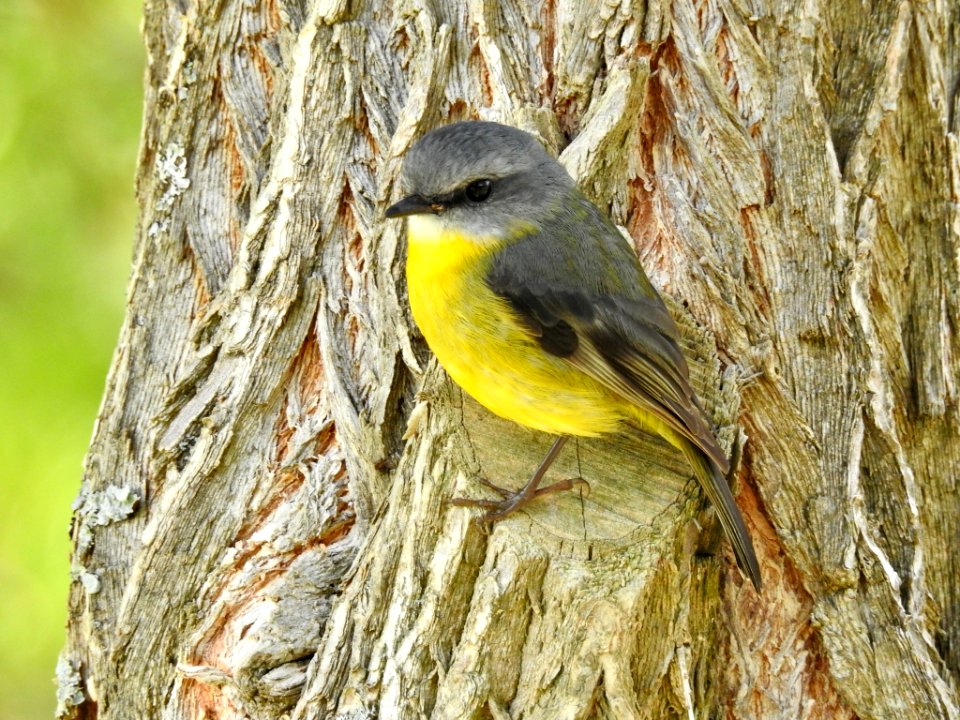 Eastern yellow robin