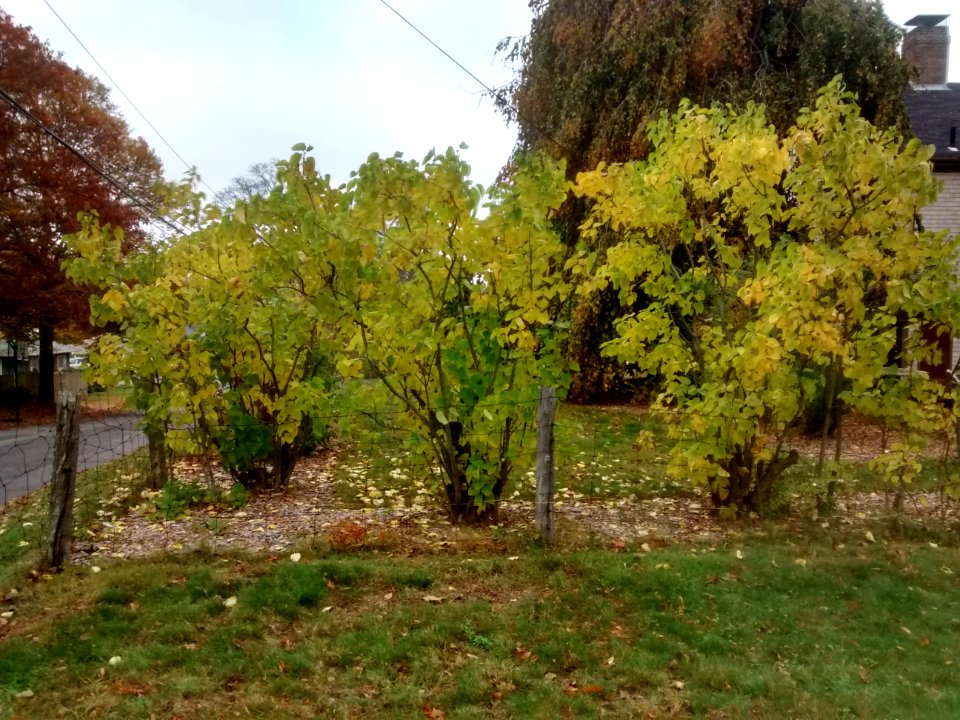 IMG 20151106 092830884 HDR