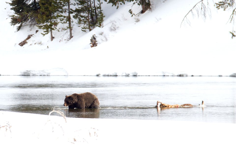 Grizzly bear walking away from carcass