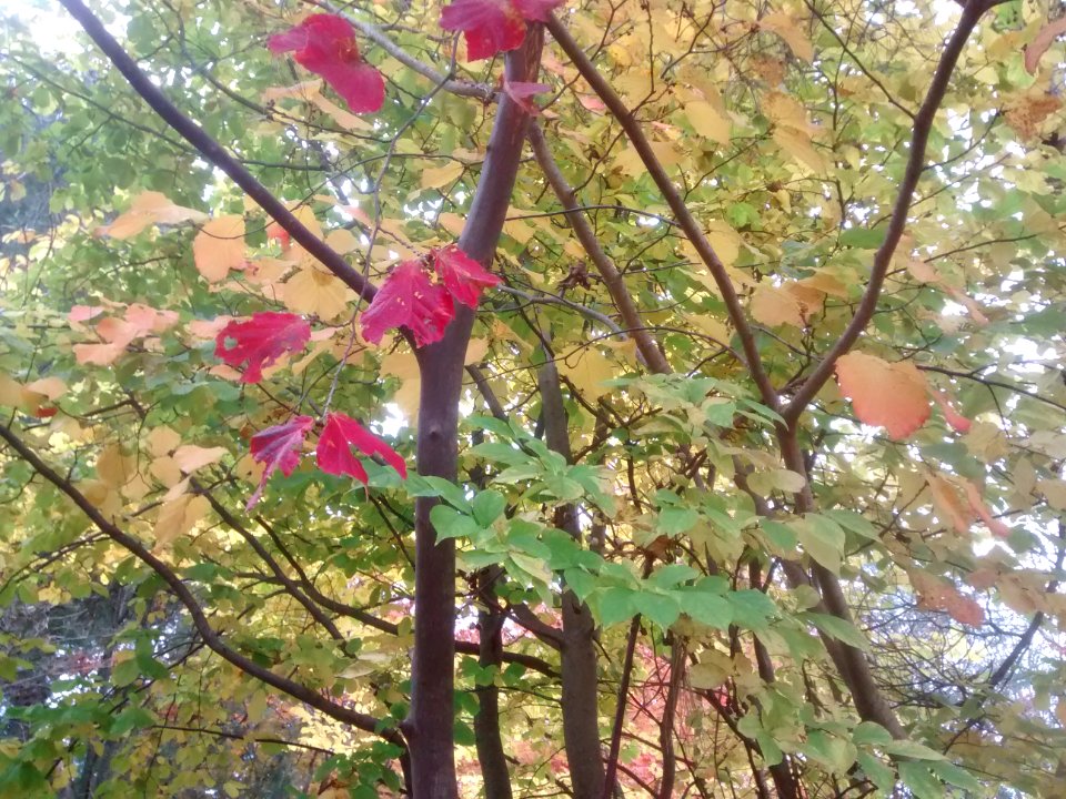IMG 20151106 101817180