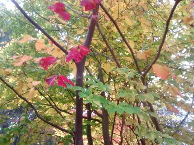 IMG 20151106 101817180