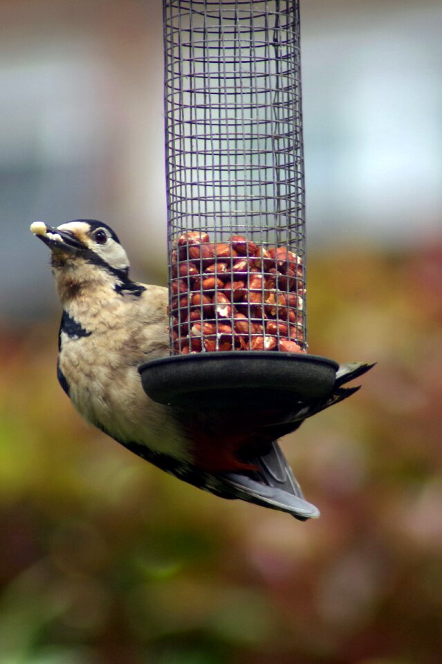 Garden hungry wildlife