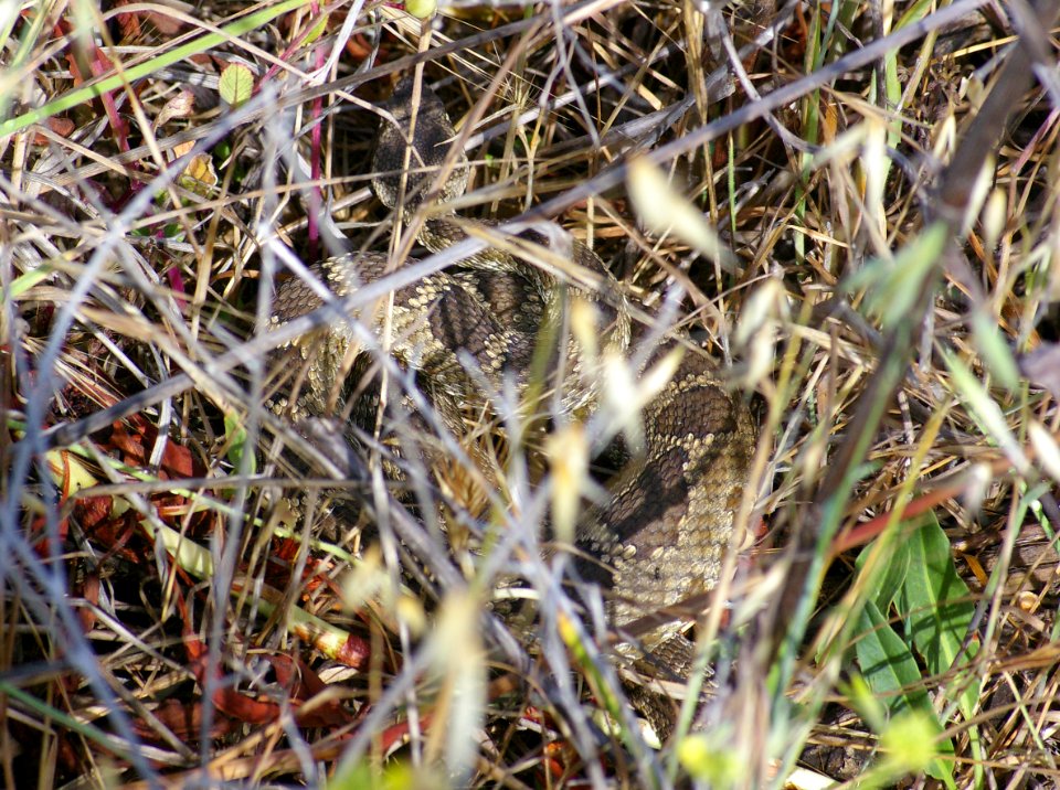 RATTLESNAKE, NORTHERN PACIFIC (crotalis oregonus) (6-5-09) montana de oro state park, slo co, ca -1