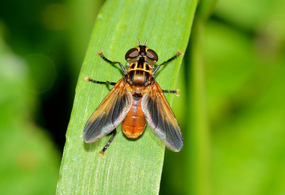 Diptera ectophasia fly