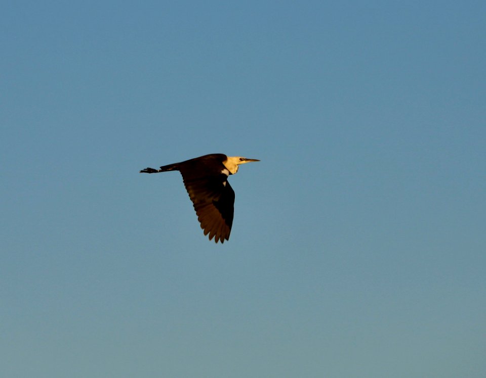 White-necked heron