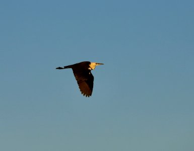 White-necked heron